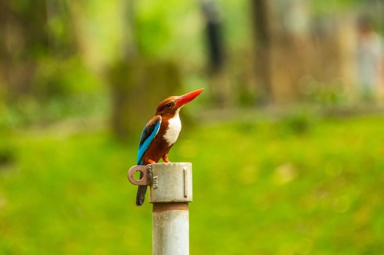 Bird Park 2 (1 of 1)