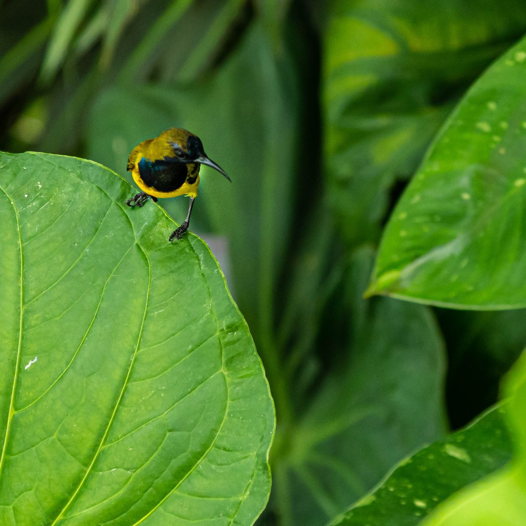 Singapore 12 (1 of 1)
