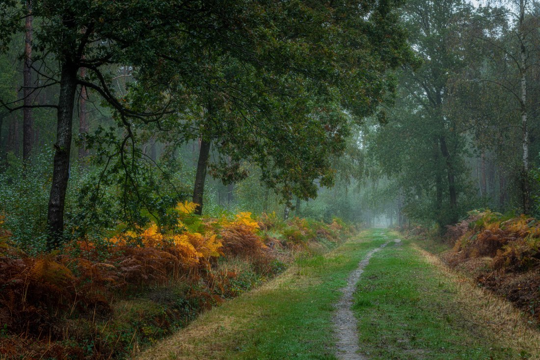 Hay Wood 2a (1 of 1)