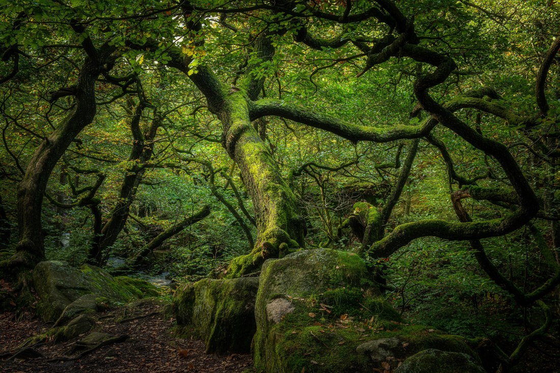 Padley Gorge 2 (1 of 1)
