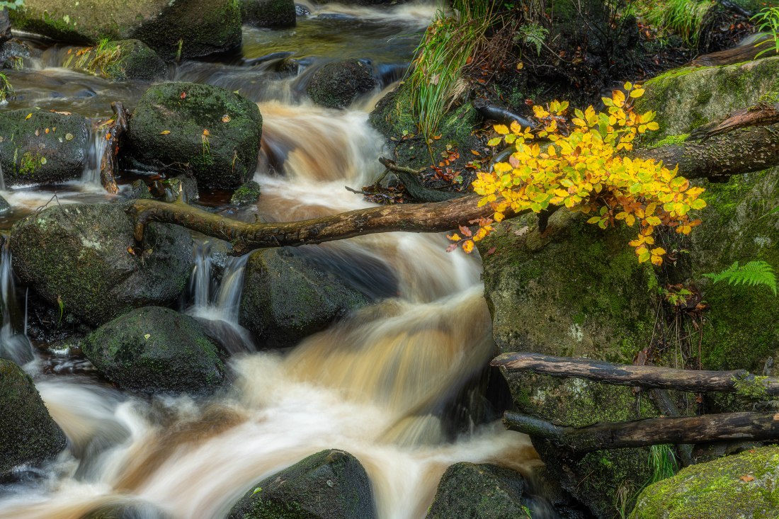 Padley Gorge 4 (1 of 1)