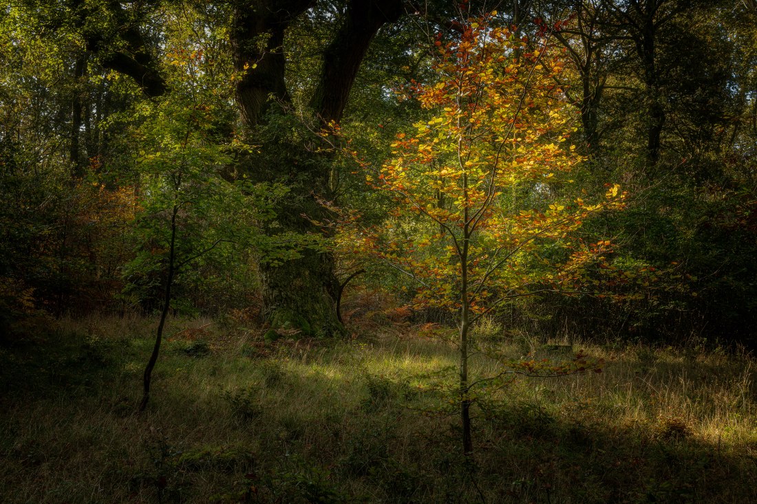 Savernake 2 (1 of 1)