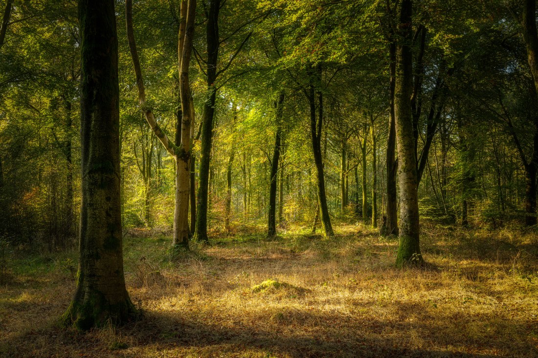 Savernake 3 (1 of 1)