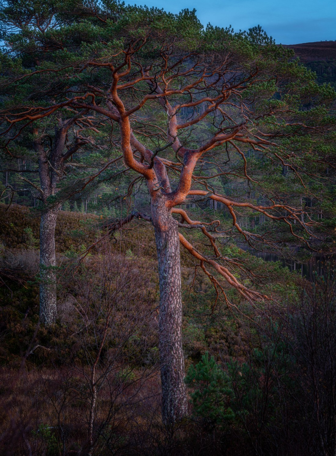 Glen Affric 2 (1 of 1)